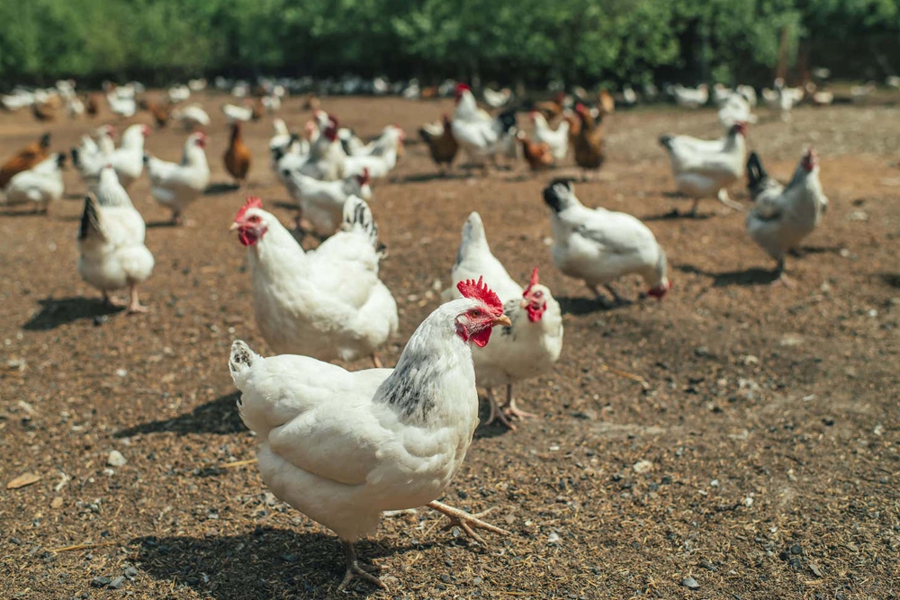 Los casos de gripe aviar en humanos podrían deberse a la contaminación ambiental de las muestras.