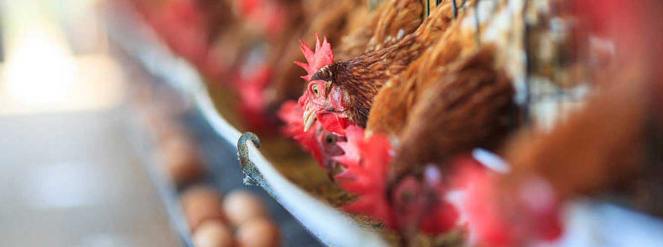 Investigadores españoles, por el bienestar de las gallinas ponedoras