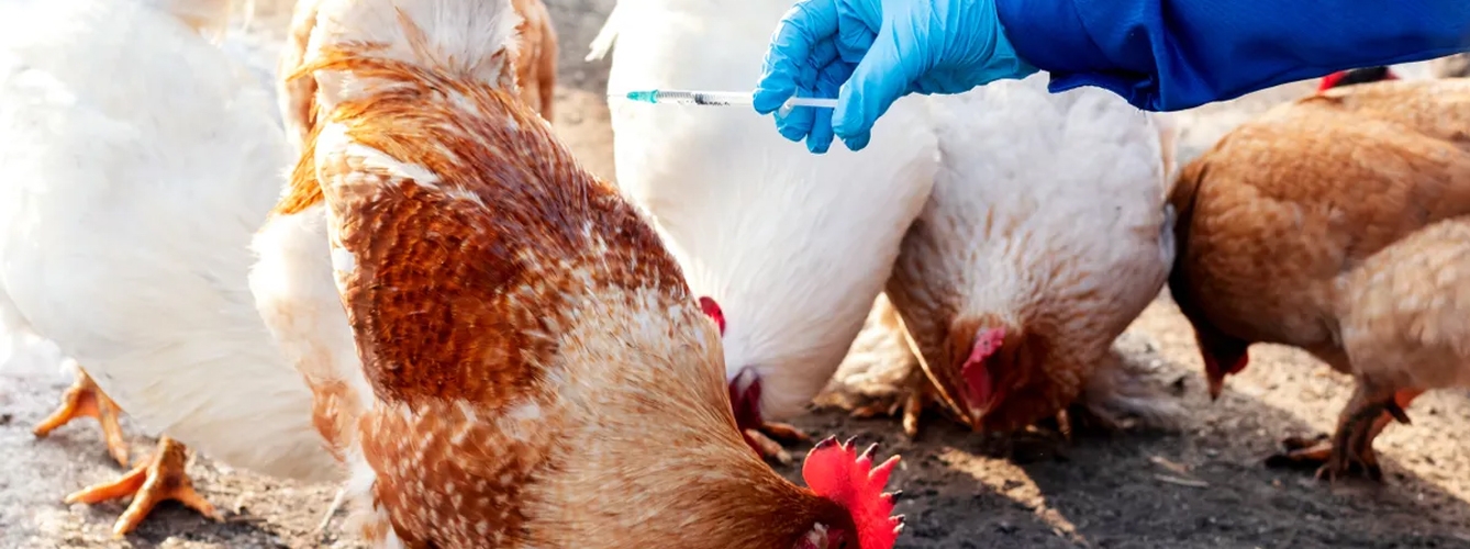 La iniciativa Less is More de Ceva Salud Animal busca mejorar el programa de vacunación de las gallinas ponedoras.