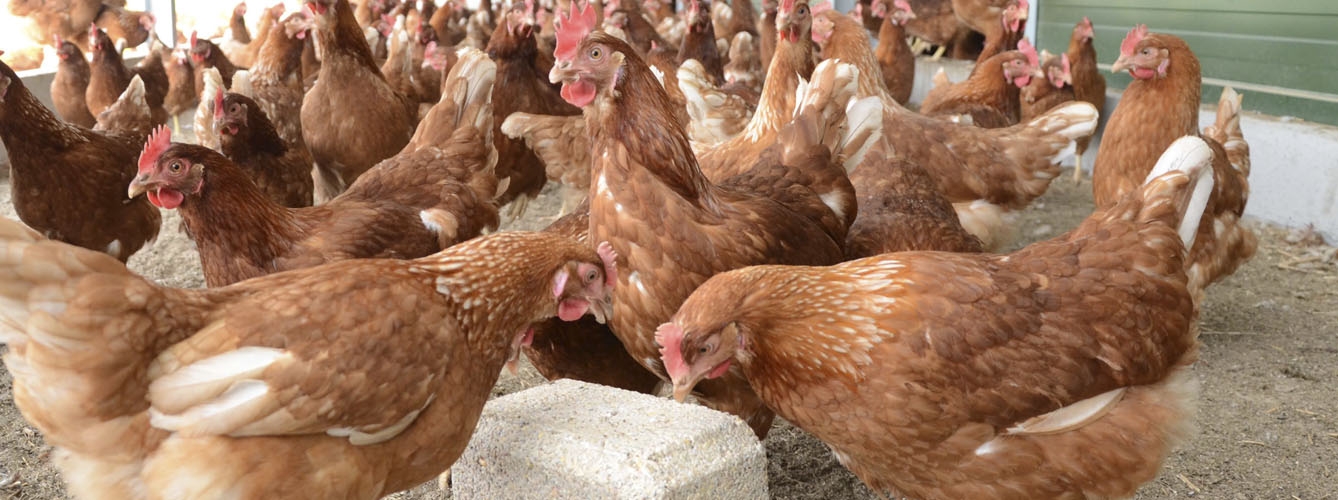 La Comisión Europea lanza nuevas medidas para combatir la gripe aviar