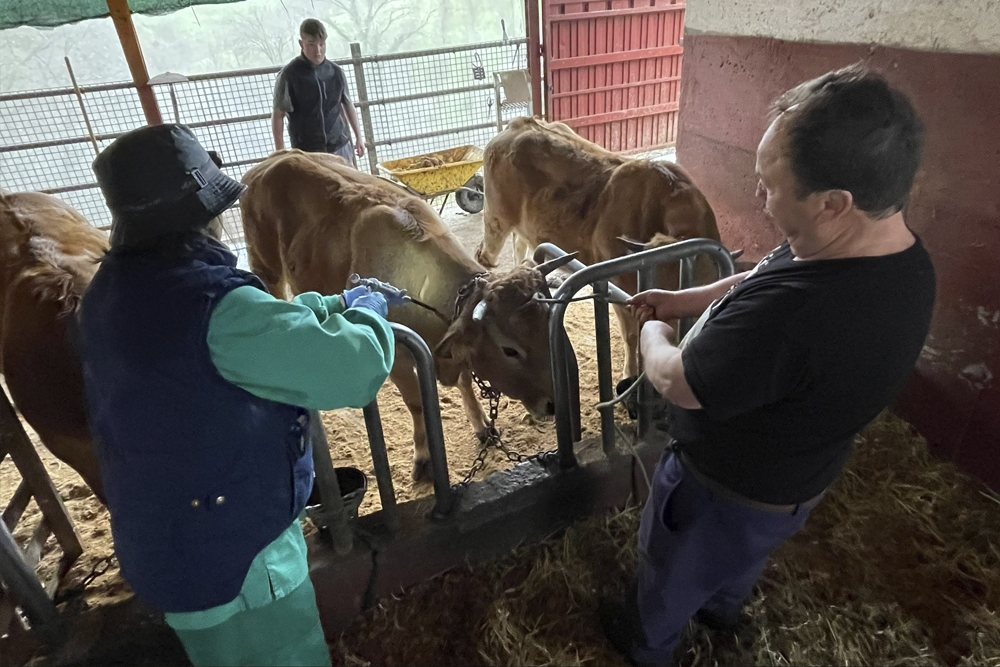Vacunación de lengua azul en una granja durante la campaña en Asturias.