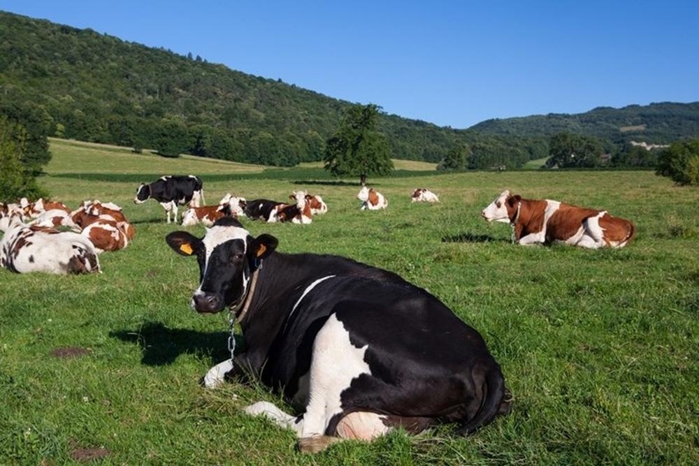 La Unión de Sectoriales Agrarias de Asturias (Usaga) mantuvo el pasado viernes, 26 de junio, una reunión de trabajo con el consejero de Medio Rural y Política Agraria y con la directora general de Ganadería.