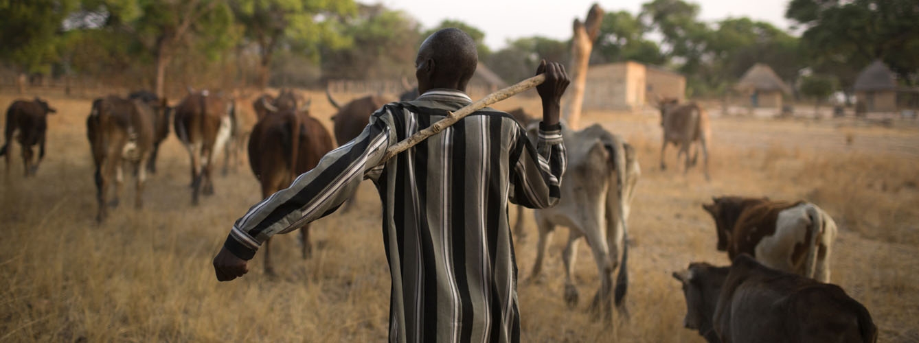 Estrategias para que ganaderos de países pobres vacunen a sus animales