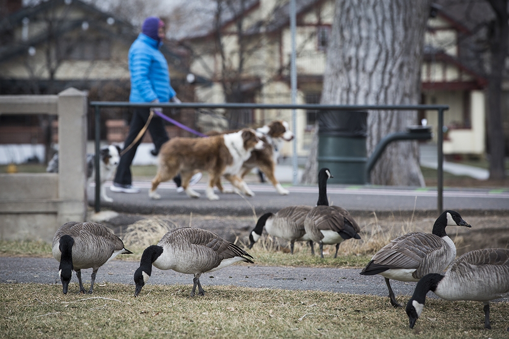 Las autoridades canadienses recomiendan mantener a las mascotas alejadas de las aves silvestres.