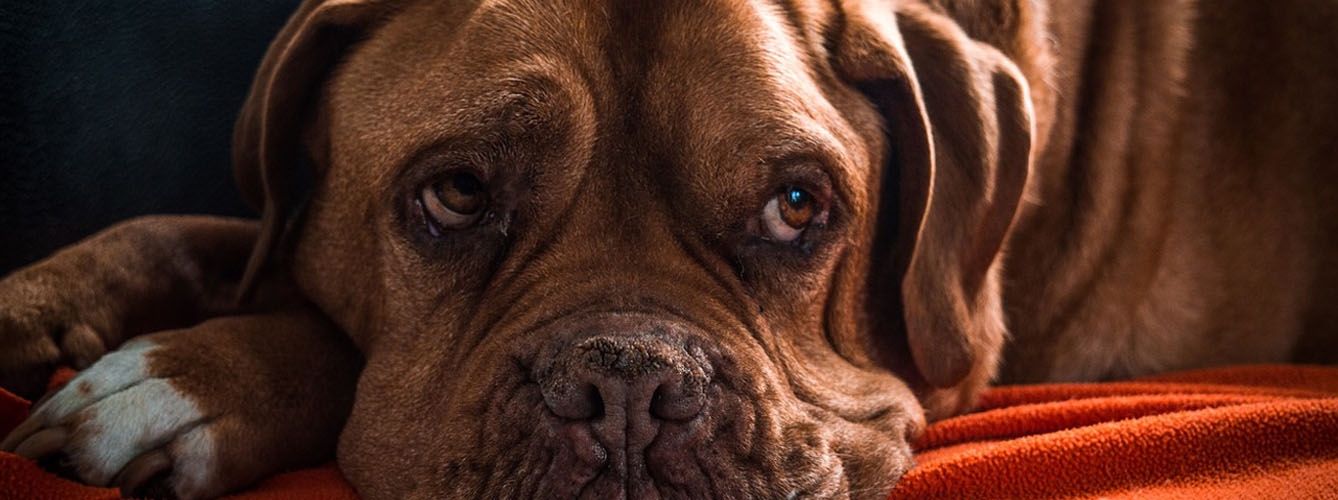 Las indigestiones veraniegas pueden causar gastroenteritis en perros