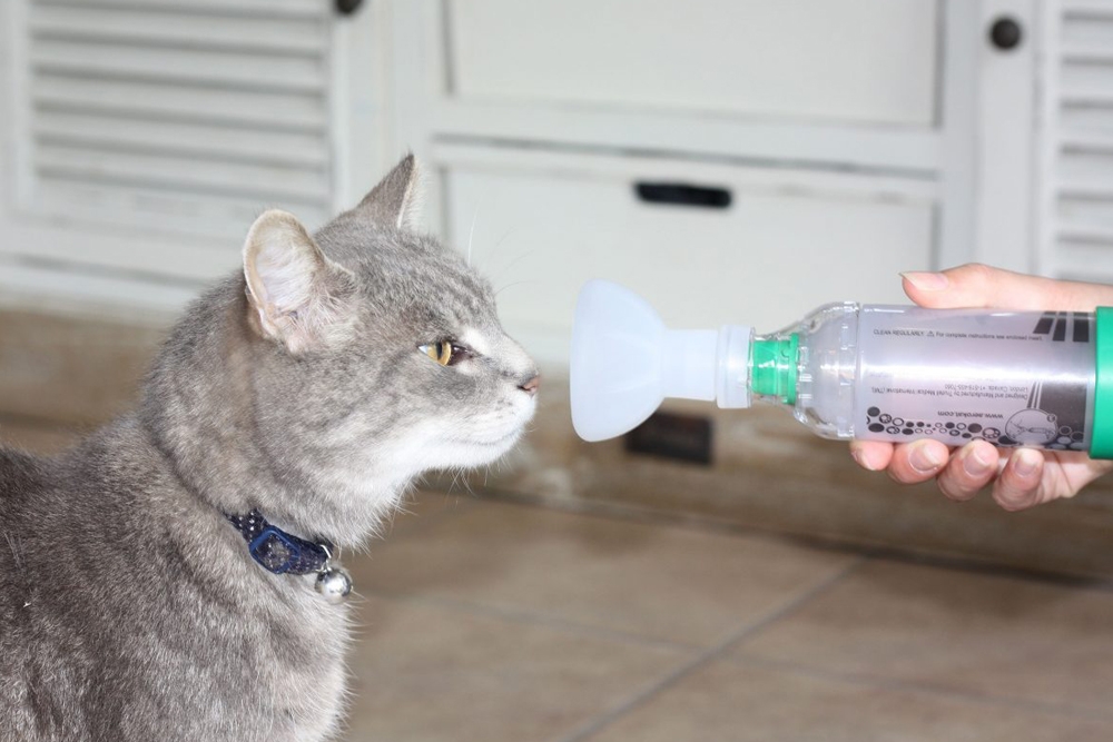 Al igual que los humanos, los gatos domésticos pueden sufrir asma.