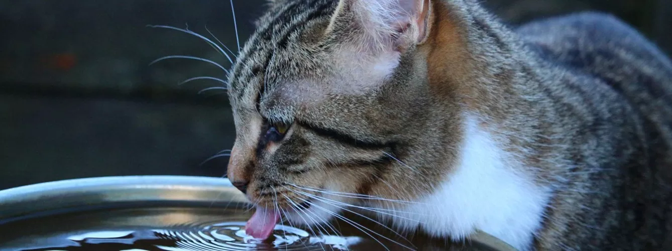 La ingesta insuficiente de agua puede tener consecuencias en la salud de los gatos como predisposición a sufrir enfermedades del tracto urinario.