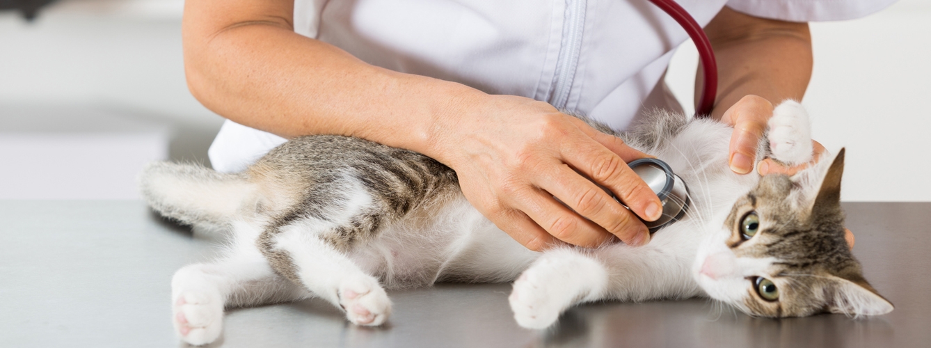 La miocardiopatía hipertrófica es una condición bastante común en gatos.