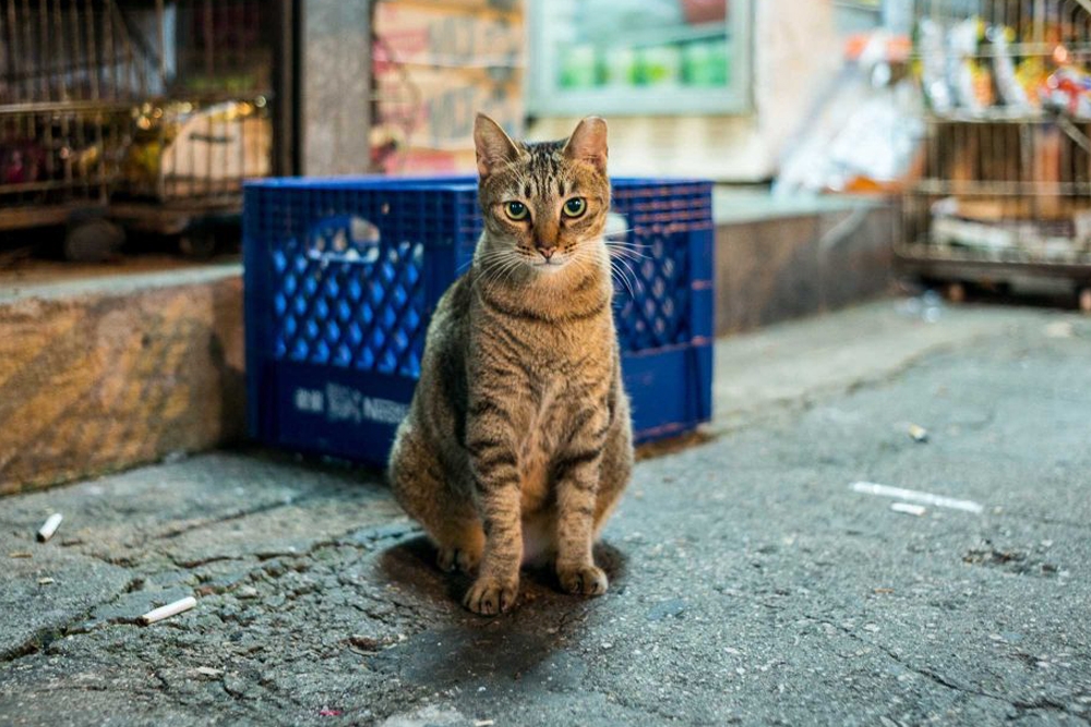 Los investigadores consideran que su terapia podría ayudar a controlar las poblaciones de gatos sin propietario que viven en la calle.
