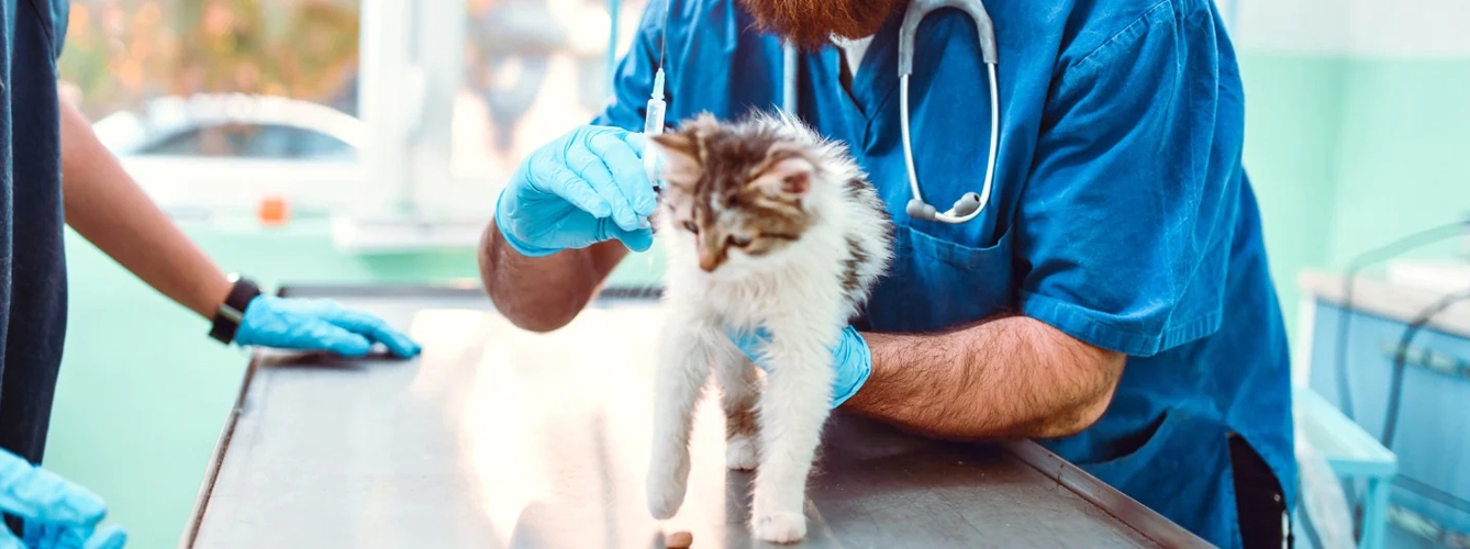 Help4Vets incluye materiales sobre enfermedad renal crónica e hipertensión felina, dolor en gatos y 'One Health'.