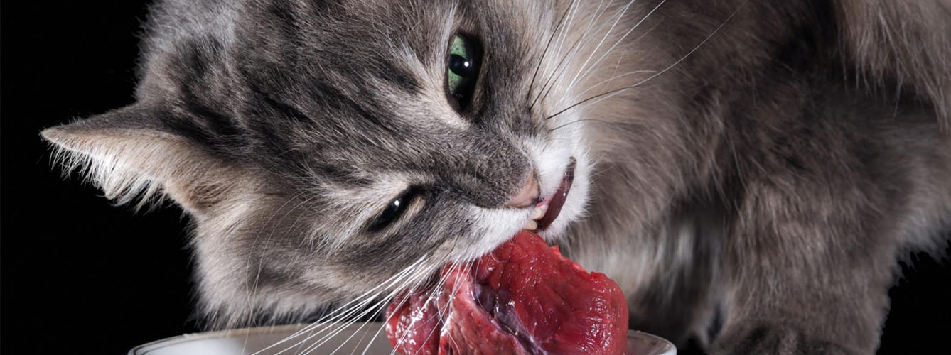 Dos dueños infectados de tuberculosis por la comida cruda de sus gatos