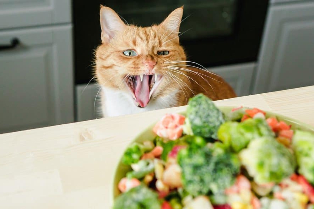 ¿Son seguras las dietas vegetarianas  para gatos y perros?