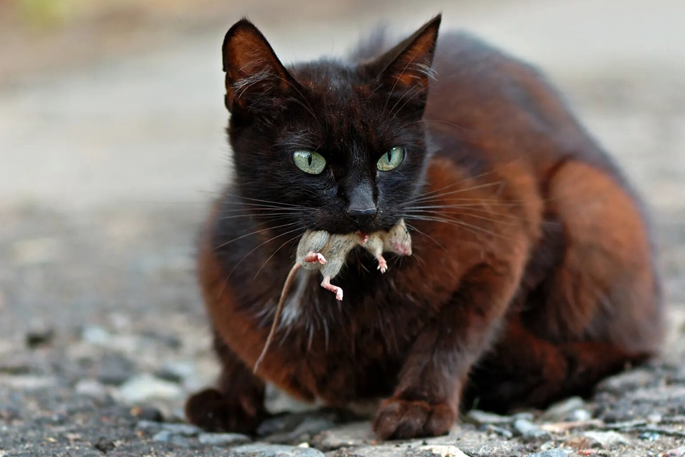 En la naturaleza, los gatos comen una dieta variada y rica en proteínas, que a veces puede ser difícil de replicar para los propietarios de gatos domésticos.