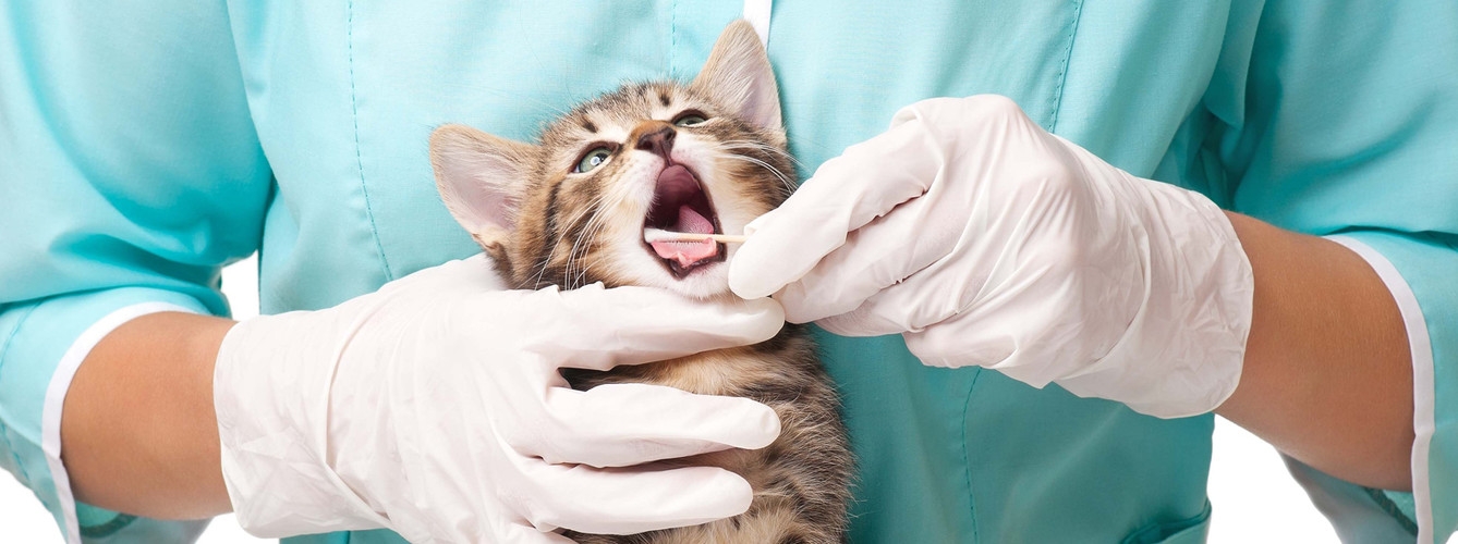 Señalan que la infección de coronavirus en gatos solo se ha probado en condiciones experimentales.