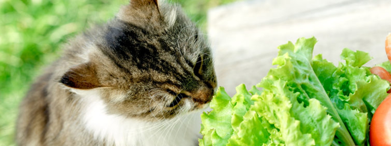 Alertan sobre la dieta vegetariana para gatos