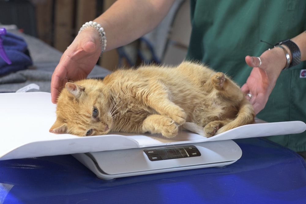  La intervención dietética y la hidratación son las piedras angulares del tratamiento de la enfermedad renal crónica en los gatos.