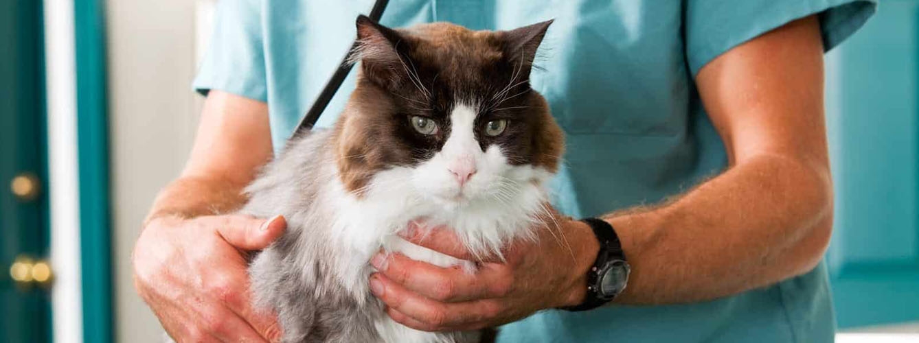 Las mediciones rutinarias de la presión arterial en gatos pueden prevenir las consecuencias de la hipertensión arterial.