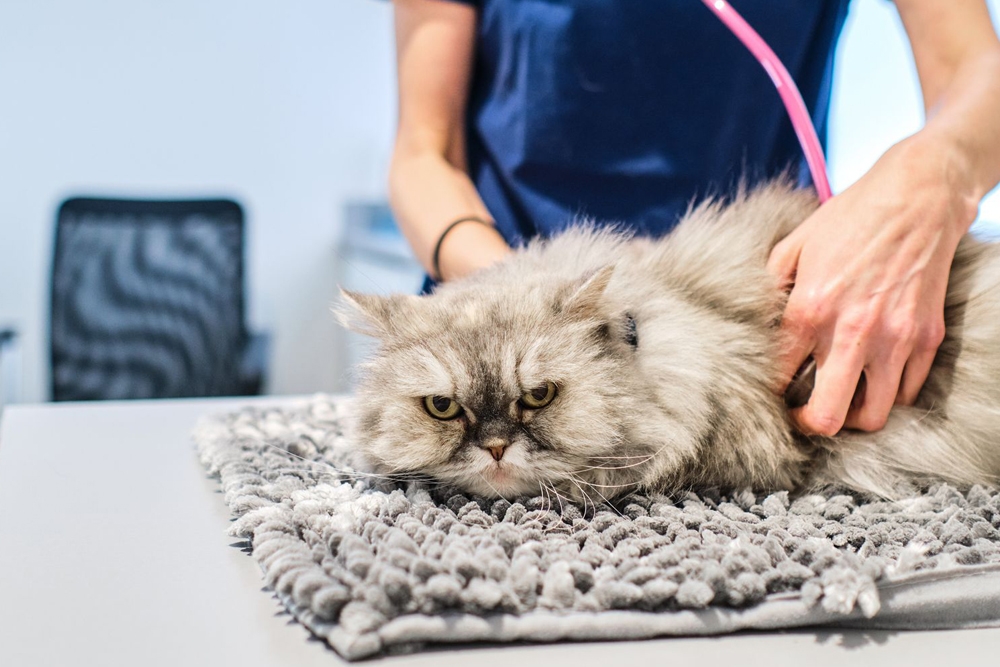 La evaluación del dolor es especialmente difícil en los gatos.