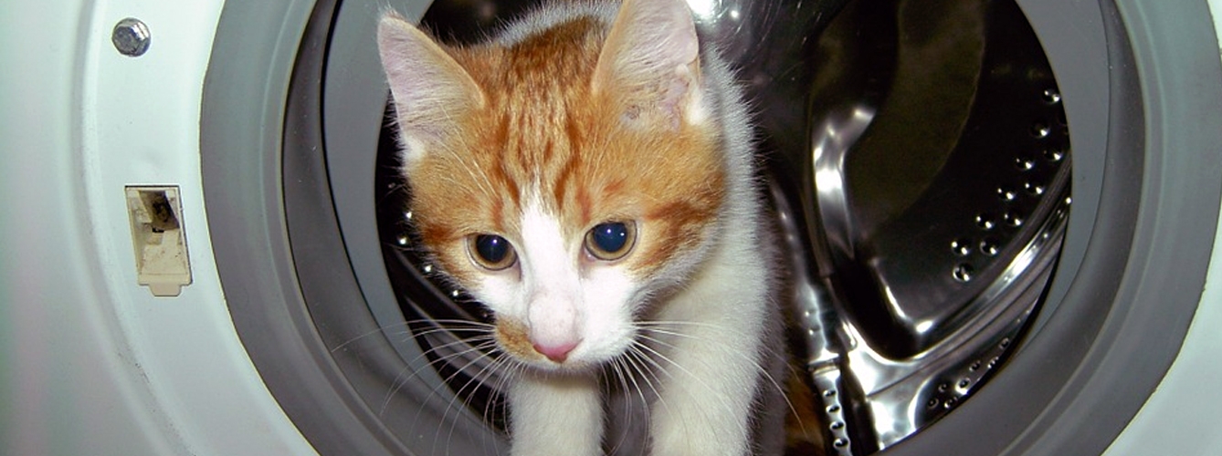 Detenida una joven por matar a un gato en la lavadora en Ciudad Real