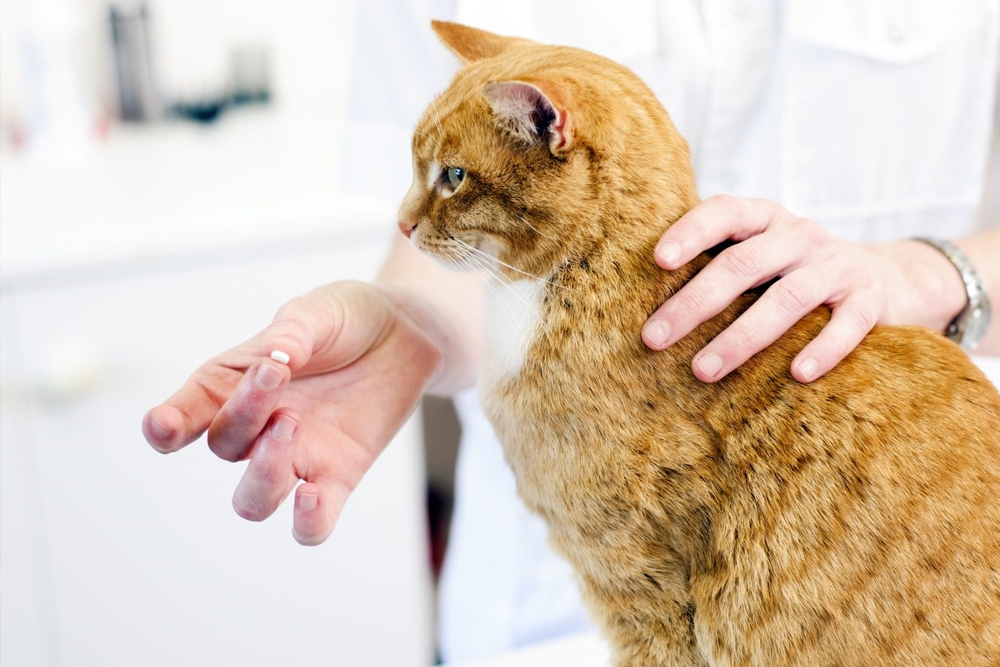 ¿Qué sabor prefieren los gatos en los medicamentos veterinarios?