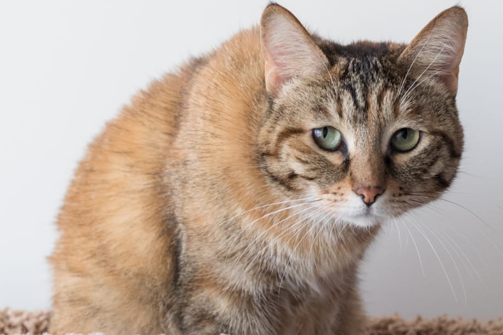 Las expresiones faciales de un gato pueden servir para medir su nivel de dolor y mejorar su manejo.