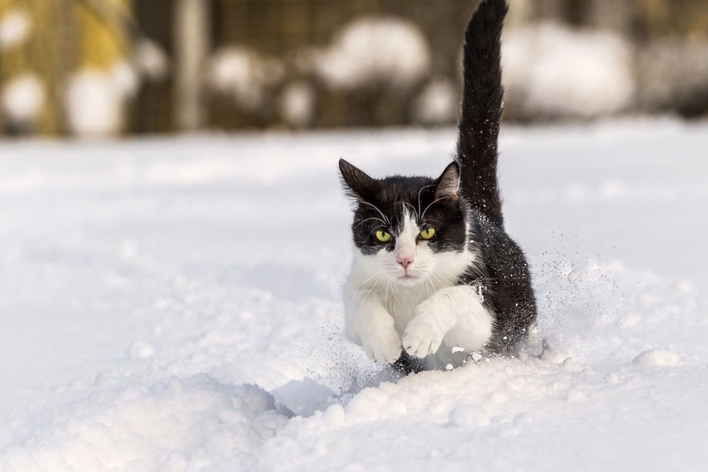 Los veterinarios remarcan que el anticongelante es un gran peligro para los gatos.