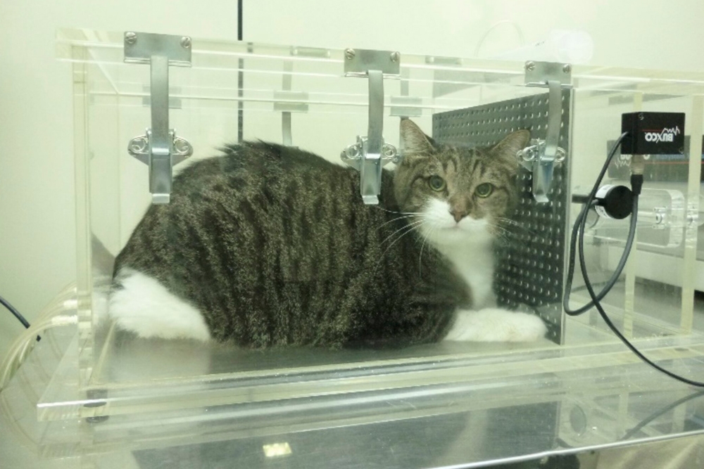 Los gatos se mostraron cómodos durante las pruebas, ya que el procedimiento era de estrés limitado.