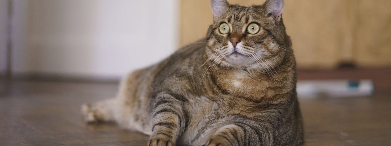 Los gatos alcanzan su peso máximo en la mitad de su vida