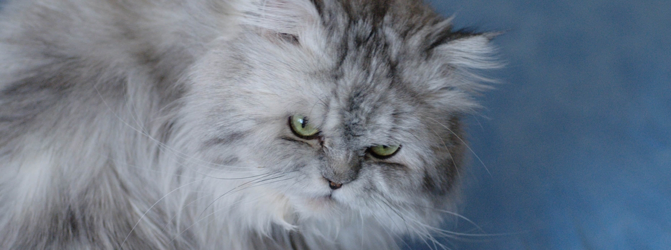 Cerca de dos tercios de los gatos persas sufren problemas de salud