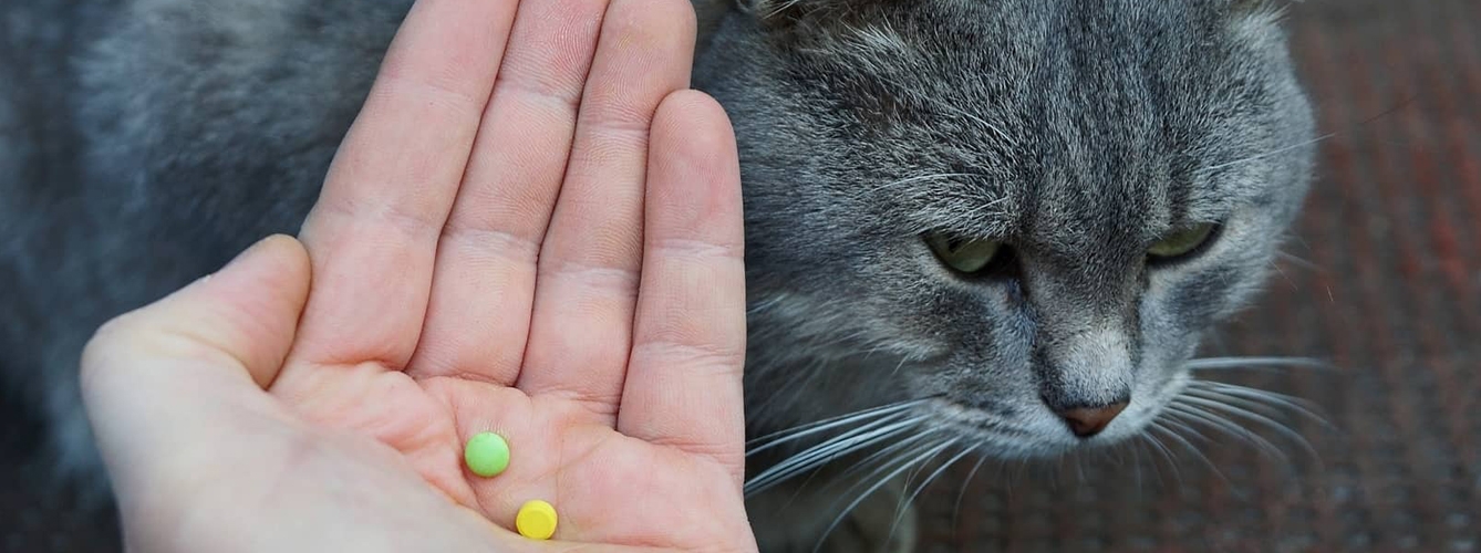 Un estudio ha descubierto que no hay diferencia en la secreción de ácidos en gatos con insuficiencia renal crónica, por lo que los antiácidos podrían no ser necesarios.