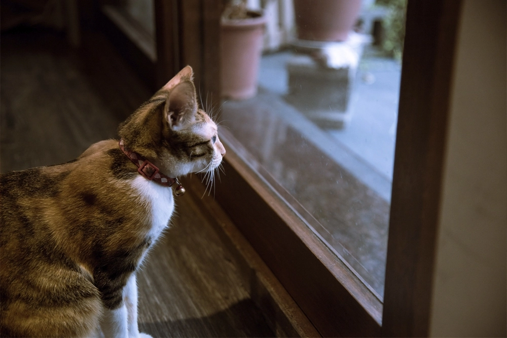 Los gatos que viven exclusivamente en el interior suelen presentar niveles más altos de comportamientos problemáticos que los que tienen acceso al exterior.