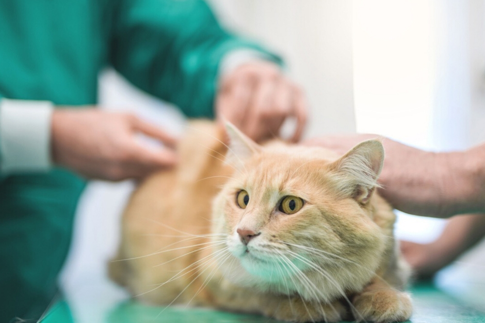 La prescripción de antimicrobianos de importancia crítica se produjo con mayor frecuencia en gatos.