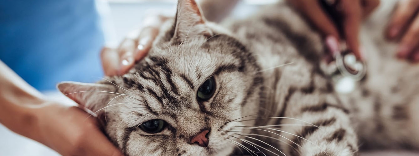 Veterinarios salvan la vida de un gato con un linfoma en el tórax