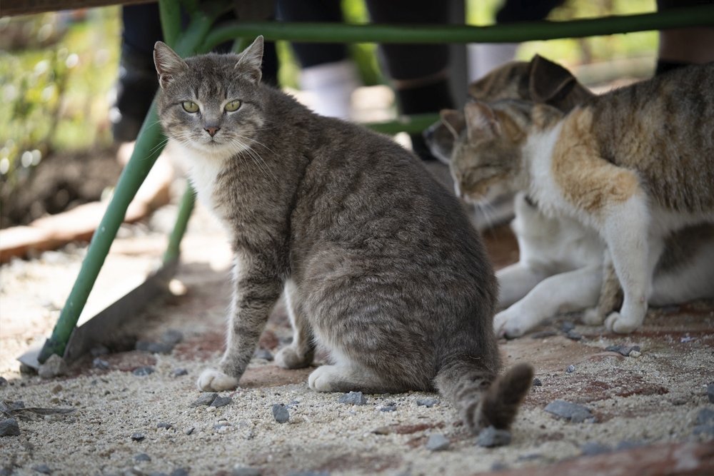 El contacto con gatos podría tener relación con brotes en humanos por Salmonella.