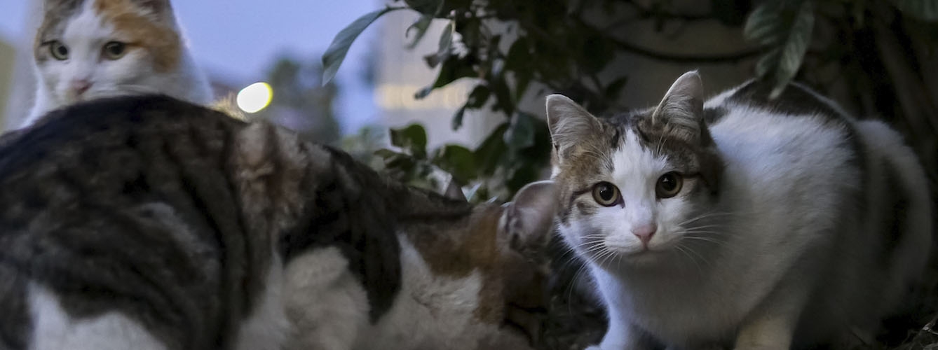 Veterinarios de Cádiz, comprometidos con el control de colonias felinas