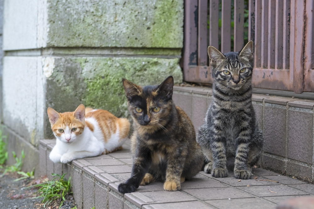 El artículo estudia el impacto de las colonias felinas en España y su papel en la transmisión de zoonosis.