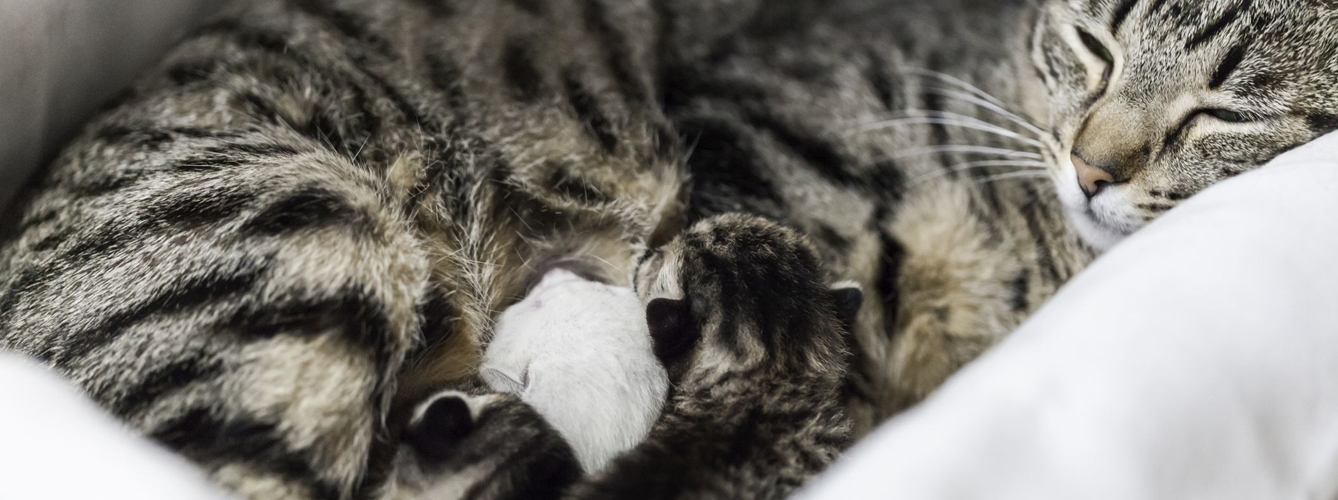 La Federación de Veterinarios de Europa desaconseja esterilizar a los gatos antes del destete. 