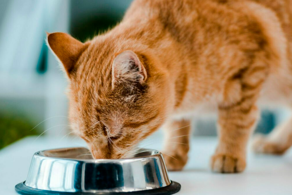 Investigadores apuntan a alimento contaminado con micotoxinas como la causa de la muerte de más de 500 gatos en Reino Unido.