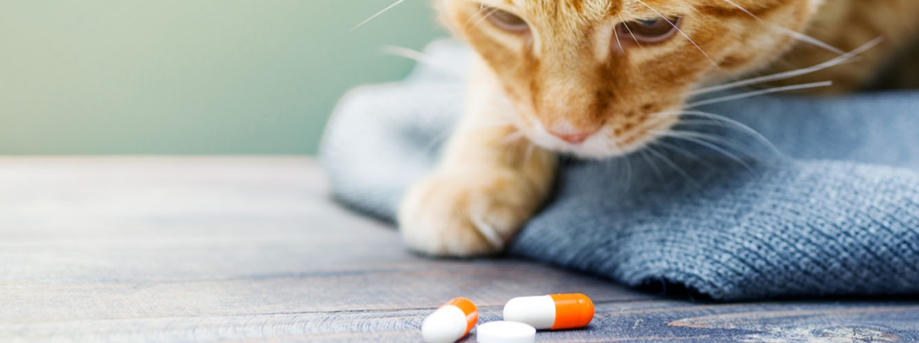 Cerca de dos de cada cinco propietarios considera difícil administrar pastillas o comprimidos a los gatos.
