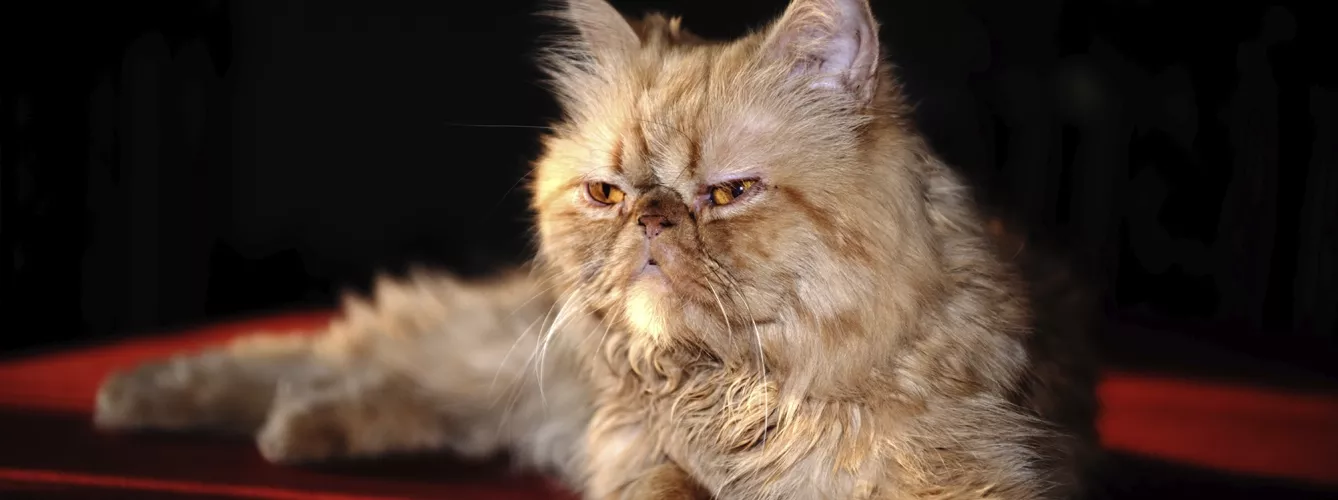 Los gatos persas son una raza muy popular, pero que puede tener problemas de salud por sus rasgos exagerados.