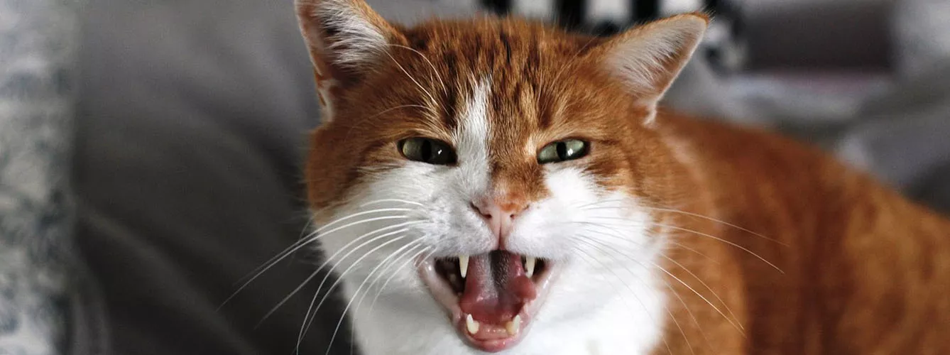 Explican los factores desencadenantes de la agresividad redirigida en gatos