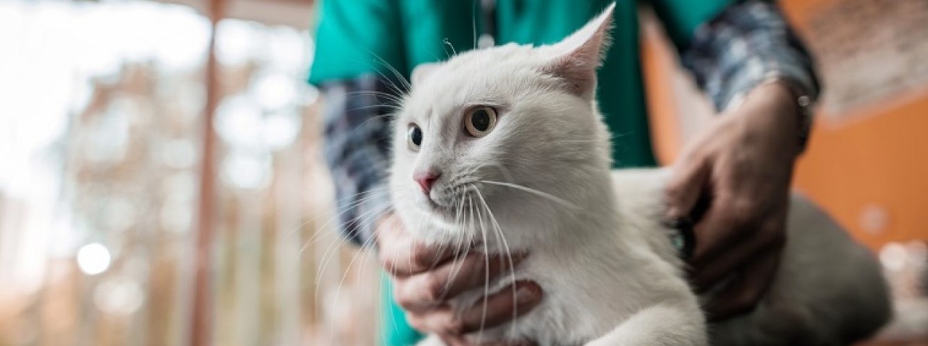 Veterinarios felinos arrancan el año con una nueva guía de retrovirus