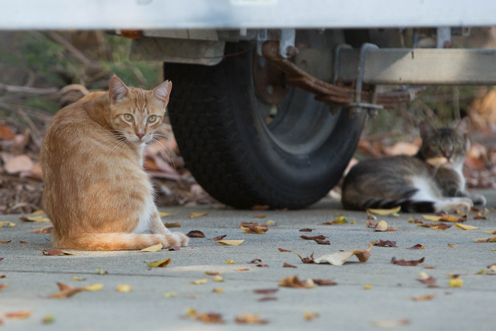 Entre los gatos de vida libre se incluyen tanto a los de colinas felinas como los que tienen propietario y acceso al exterior.