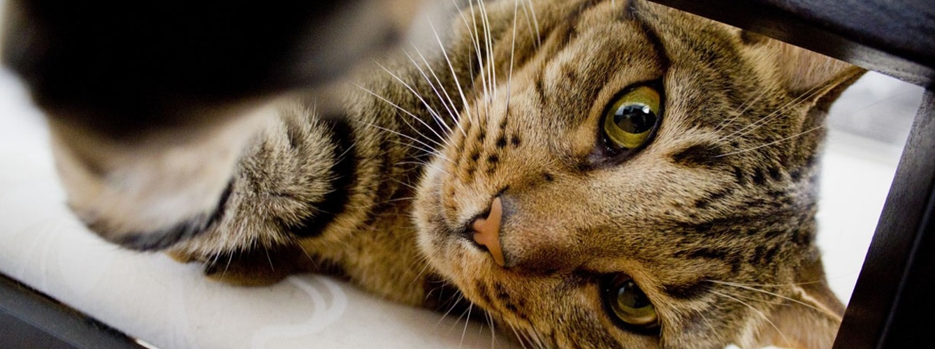 Un estudio demuestra que los gatos son zurdos y las gatas diestras