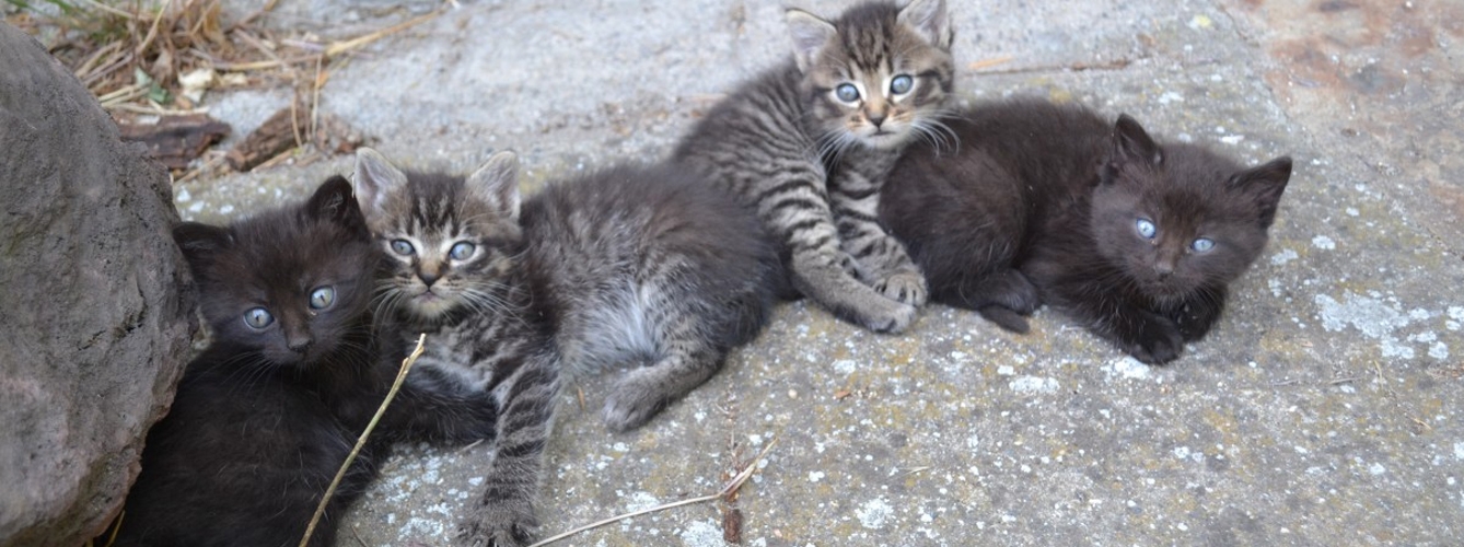 Tenerife invertirá 30.000 euros en ayudas para gatos abandonados