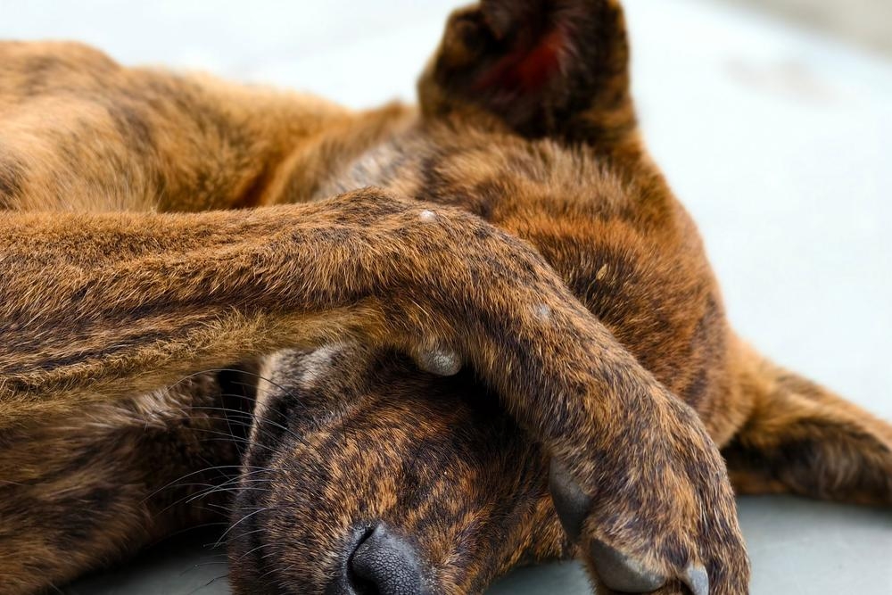 Los veterinarios etólogos explican que el dolor es una de las causas más frecuentes y, al mismo tiempo, menos diagnosticadas de los cambios de comportamiento.