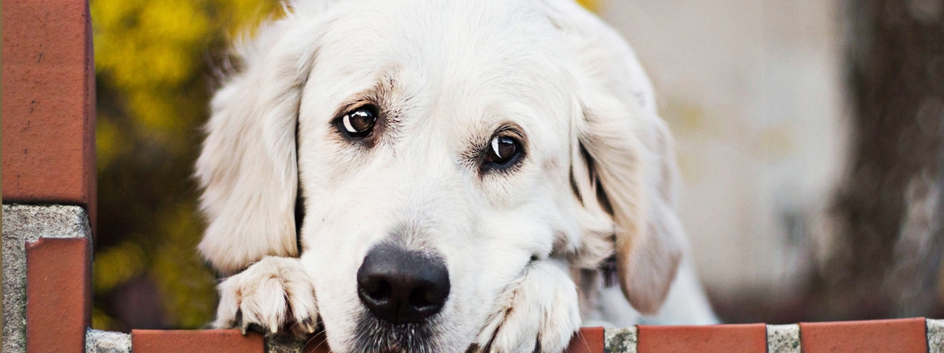 La mirada del perro ha evolucionado para comunicarse con las personas