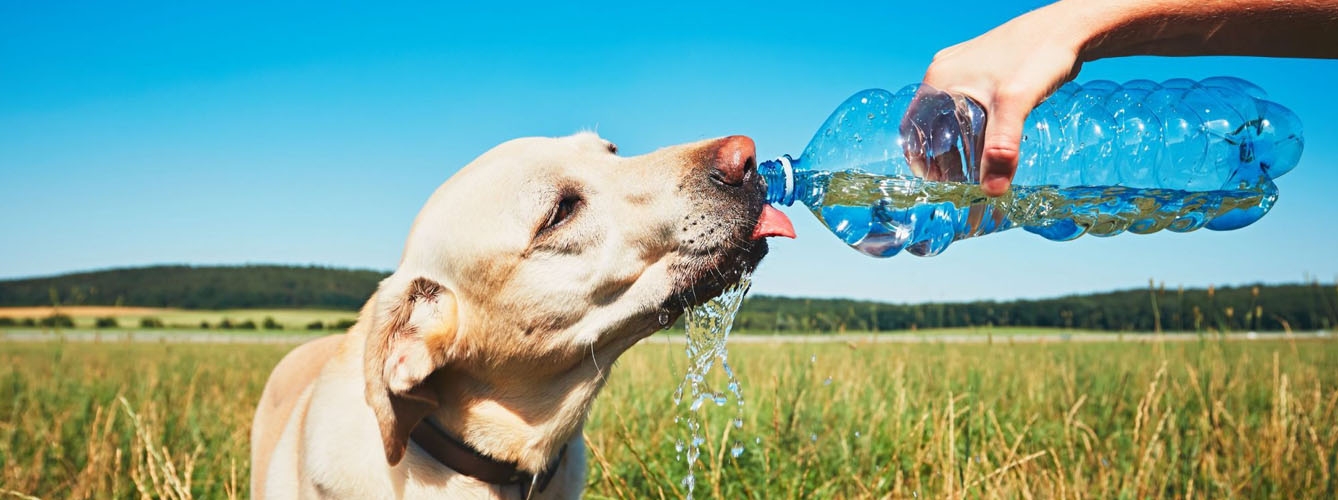Más de la mitad de los perros que son llevados a clínicas veterinarias con un golpe de calor severo mueren.