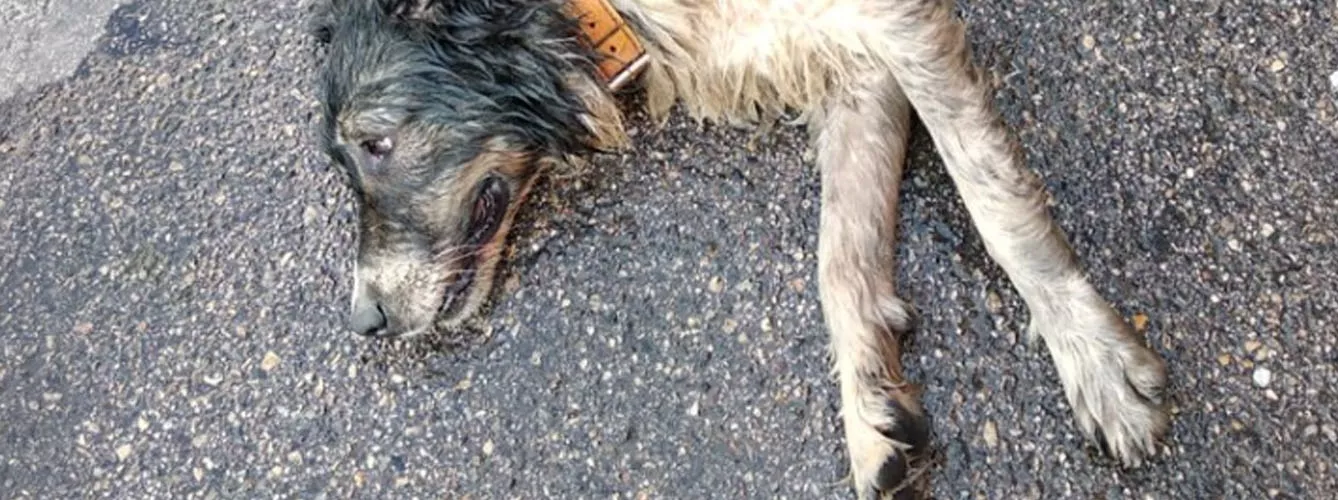 Un perro muere encerrado en un coche por un golpe de calor