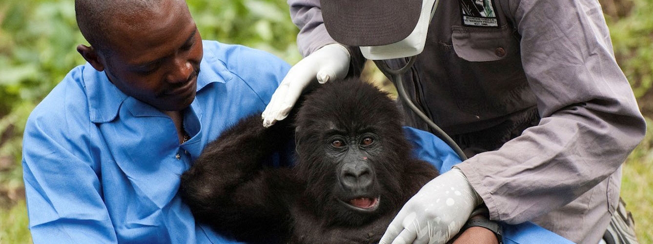 Antes de que el ébola se convirtiera en una epidemia humana ya se había detectado en animales como el gorila